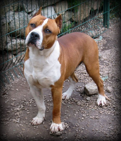 amstaff tout puisant